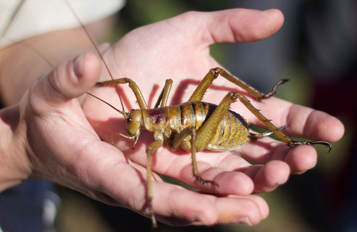 weta géant de nouvelle-zélande