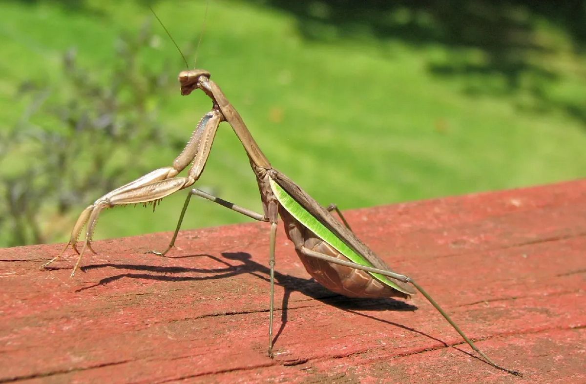 La mante religieuse géante ou Tenodera sinensis