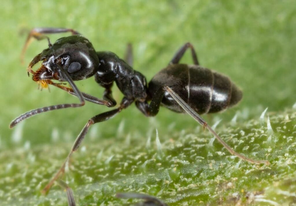 Invasion de fourmis Tapinoma Magnum