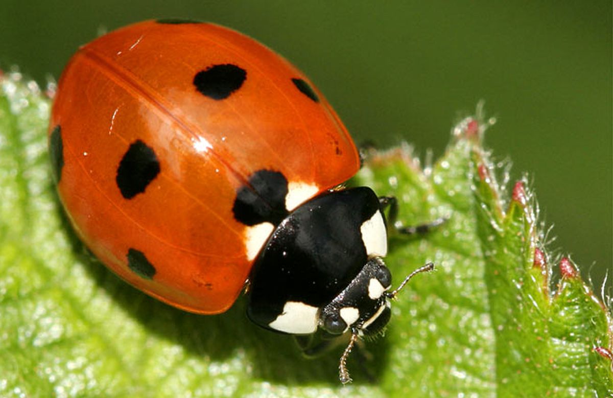 insecte coccinelle