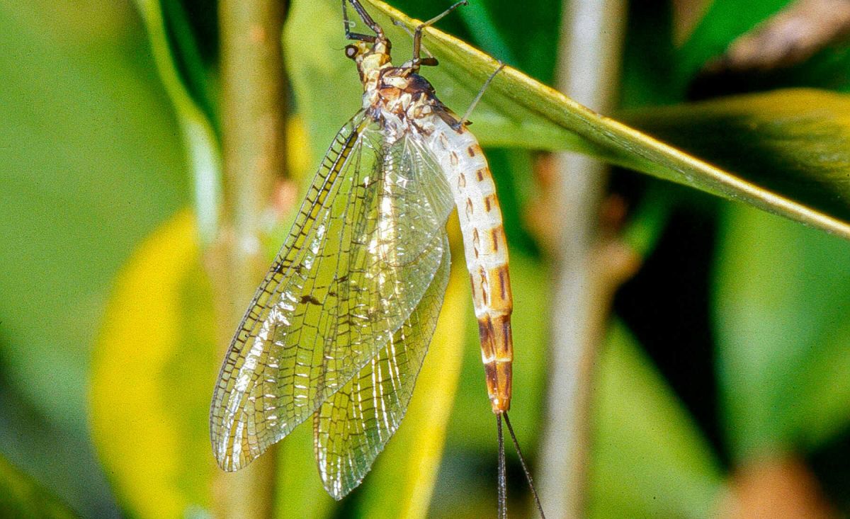 insecte éphémère