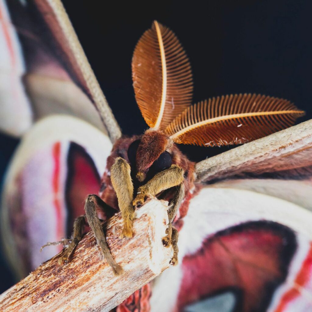 Pourquoi les papillons de nuit sont attirés par la lumière