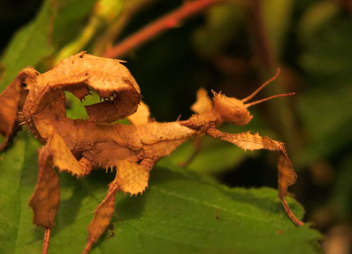 phasme scorpion dangereux