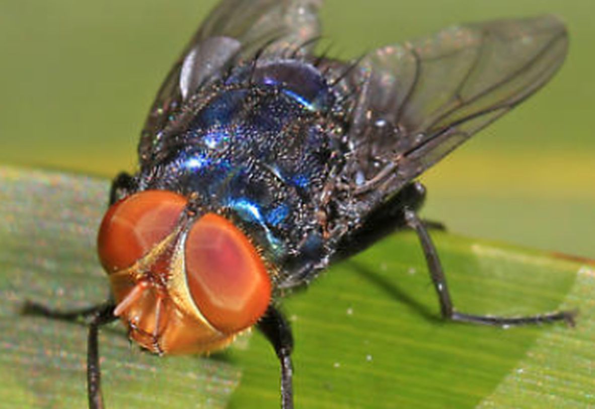 Cochliomyia hominivorax mouche mangeuse de chair